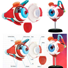 Load image into Gallery viewer, 4D Anatomical Human Eyes Model