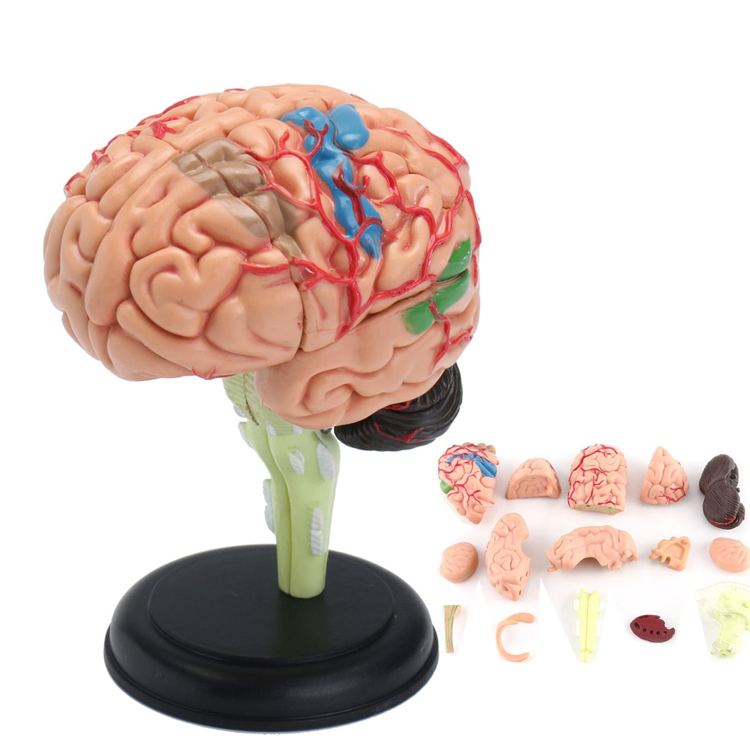 4D Disassembled Anatomical Human Brain Model