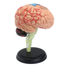 Load image into Gallery viewer, 4D Disassembled Anatomical Human Brain Model