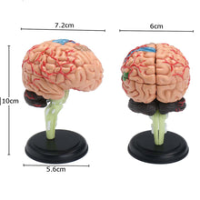 Load image into Gallery viewer, 4D Disassembled Anatomical Human Brain Model