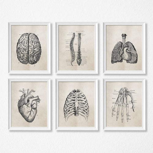 Human Anatomy Vintage Posters