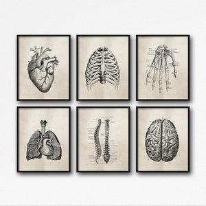 Human Anatomy Vintage Posters