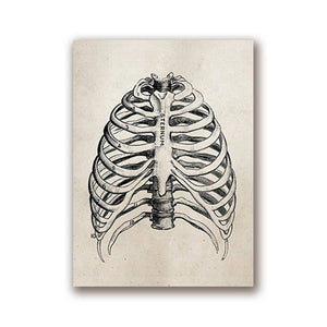 Human Anatomy Vintage Posters