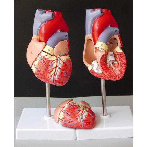 Human Heart Anatomical  Model