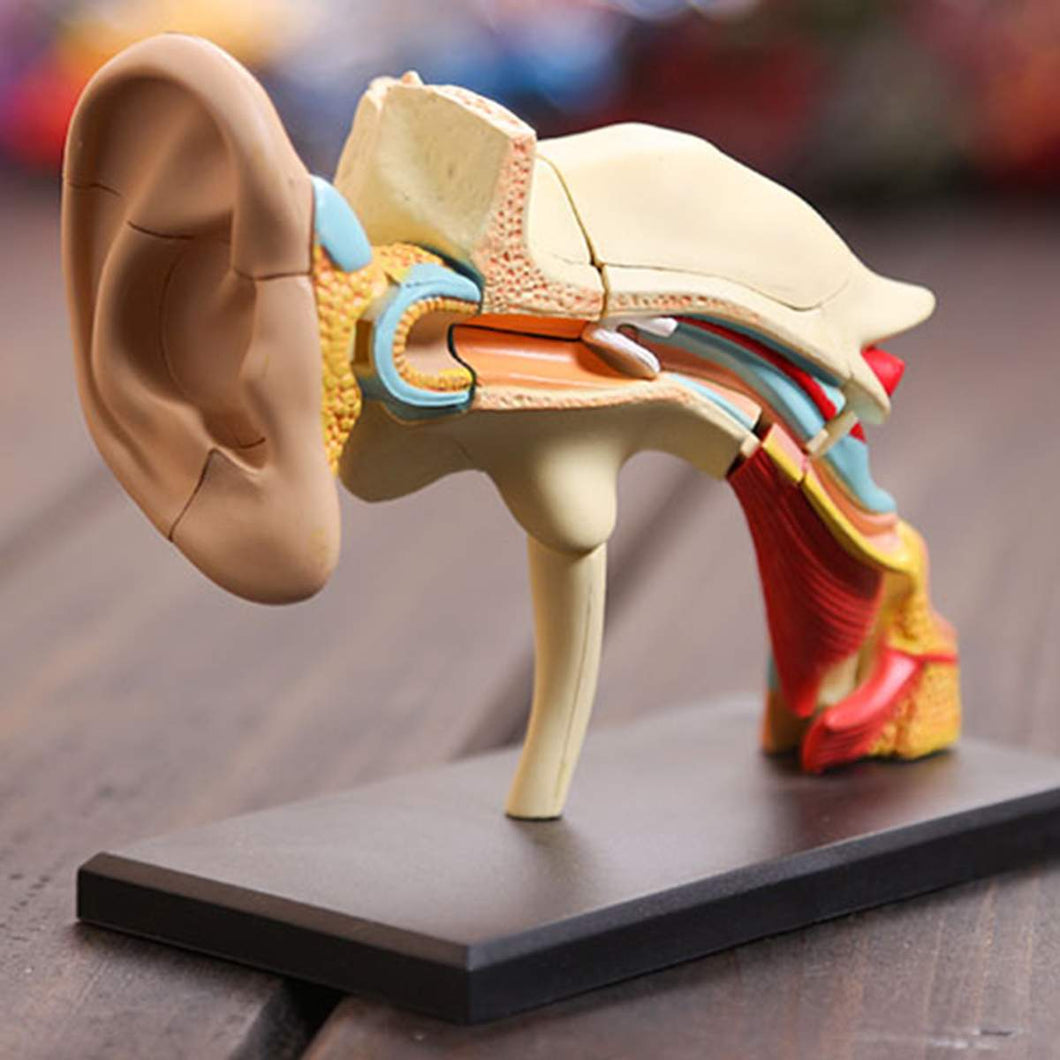 4D Human Ear Anatomy Model