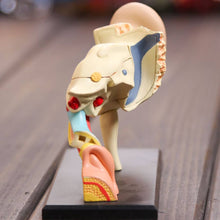 Load image into Gallery viewer, 4D Human Ear Anatomy Model