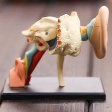 Load image into Gallery viewer, 4D Human Ear Anatomy Model