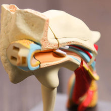 Load image into Gallery viewer, 4D Human Ear Anatomy Model