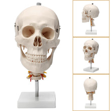 Load image into Gallery viewer, 1:1 Life Size Human Skull