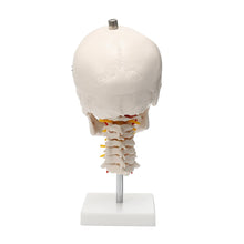 Load image into Gallery viewer, 1:1 Life Size Human Skull