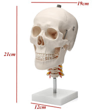 Load image into Gallery viewer, 1:1 Life Size Human Skull