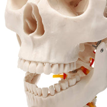 Load image into Gallery viewer, 1:1 Life Size Human Skull
