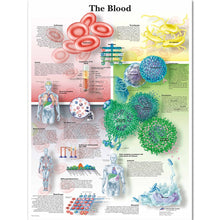 Load image into Gallery viewer, The Blood Anatomy and Pathology Poster