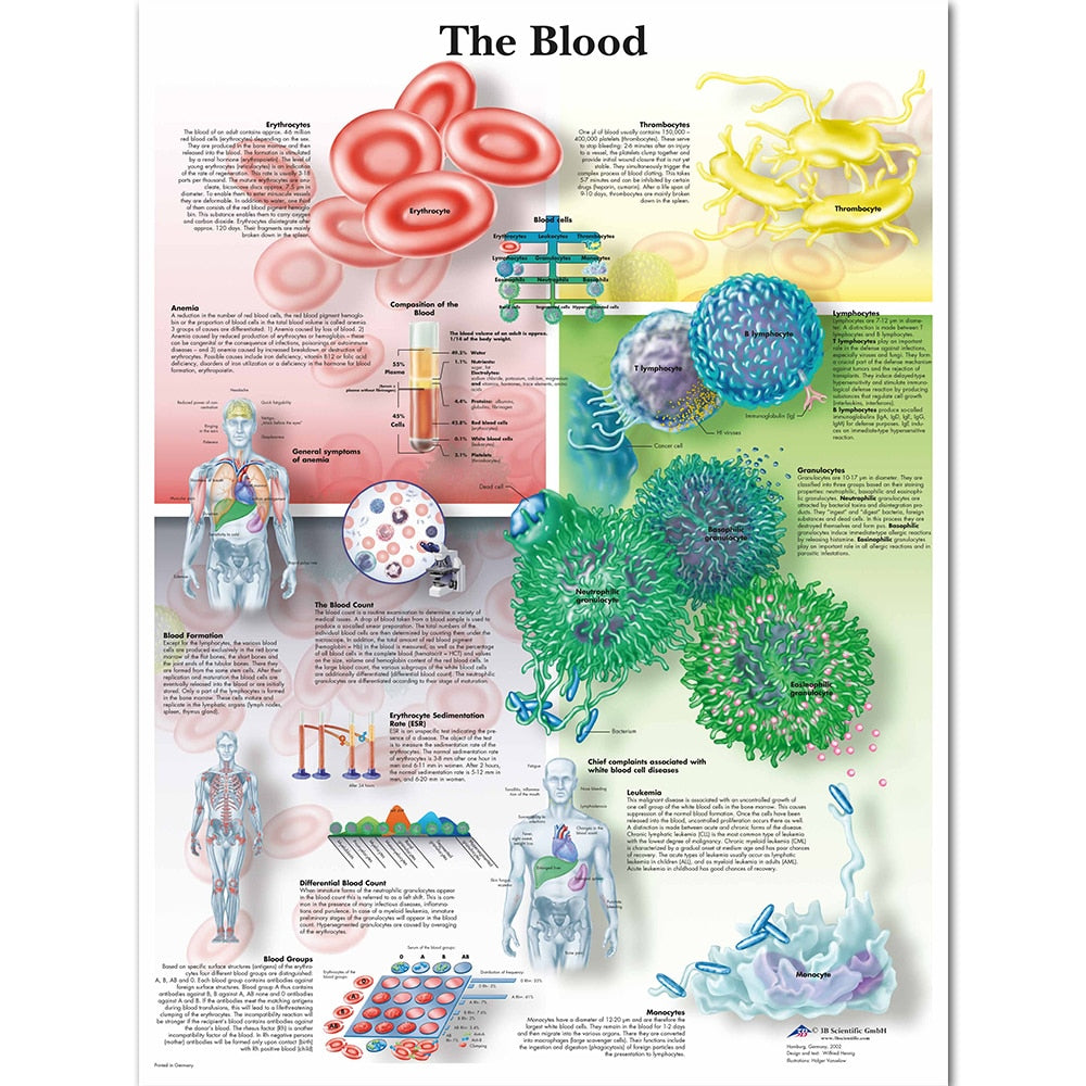 The Blood Anatomy and Pathology Poster