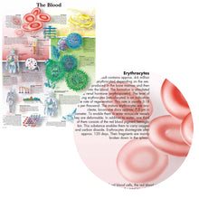 Load image into Gallery viewer, The Blood Anatomy and Pathology Poster