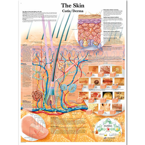 Skin Anatomy Poster
