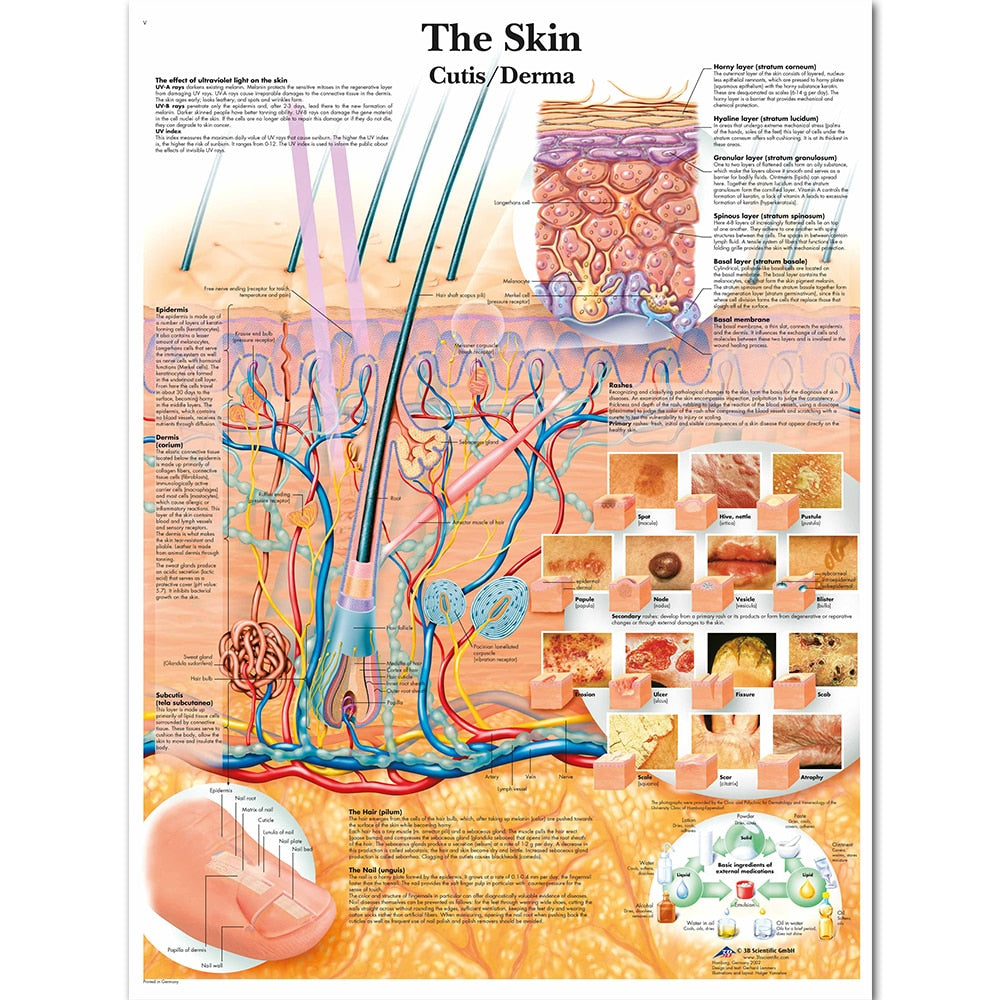 Skin Anatomy Poster