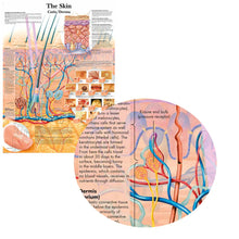 Load image into Gallery viewer, Skin Anatomy Poster