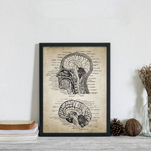 Load image into Gallery viewer, Vintage Human Head And Brain Anatomy Canvas  Poster