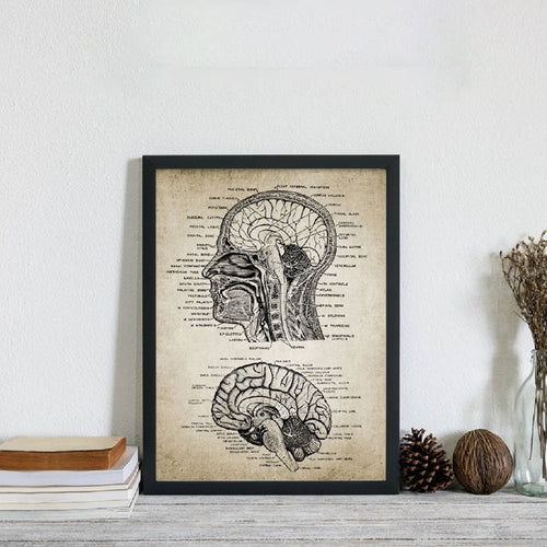 Vintage Human Head And Brain Anatomy Canvas  Poster