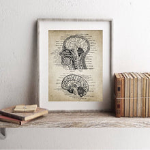 Load image into Gallery viewer, Vintage Human Head And Brain Anatomy Canvas  Poster
