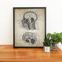Load image into Gallery viewer, Vintage Human Head And Brain Anatomy Canvas  Poster