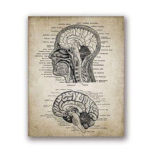 Load image into Gallery viewer, Vintage Human Head And Brain Anatomy Canvas  Poster