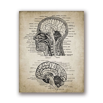 Vintage Human Head And Brain Anatomy Canvas  Poster